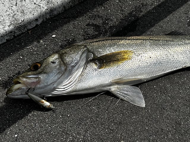 釣り方｜マイクロベイトパターン,釣り方,ルアー,シーバス