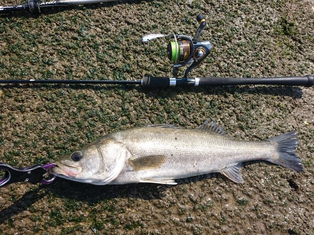 タックル｜マイクロベイトパターン,釣り方,ルアー,シーバス