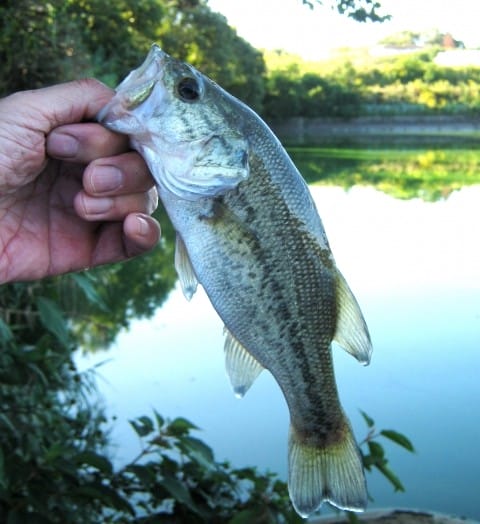 特徴｜春,バス釣り,野池,釣り方,ルアー