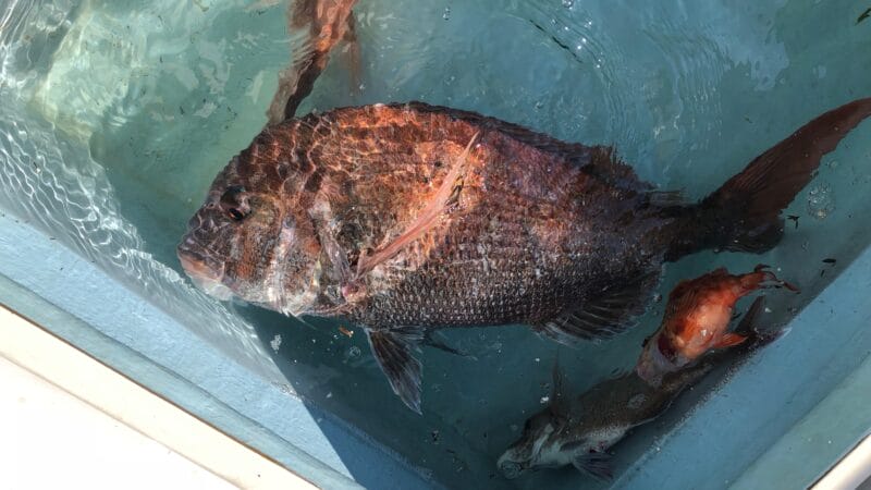 仕掛け|春,真鯛,タイラバ,時期,釣り方,カラー