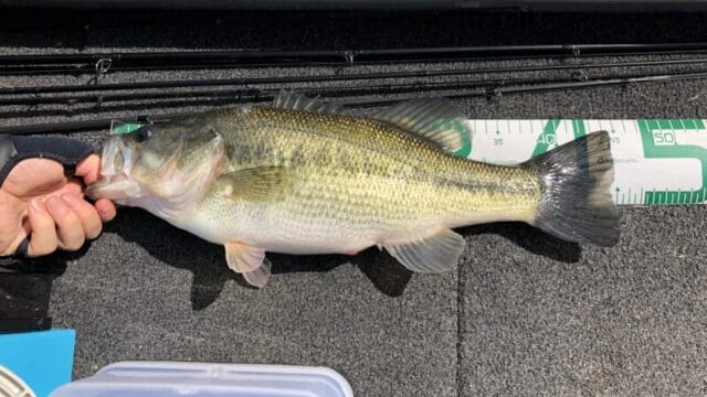 ブラックバスの生態｜バス釣り,時期,シーズン,傾向,釣り方,ルアー