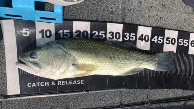 5月のアフターバス｜バス釣り,時期,シーズン,傾向,釣り方,ルアー