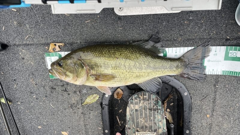 秋｜バス釣り,時期,シーズン,傾向,釣り方,ルアー