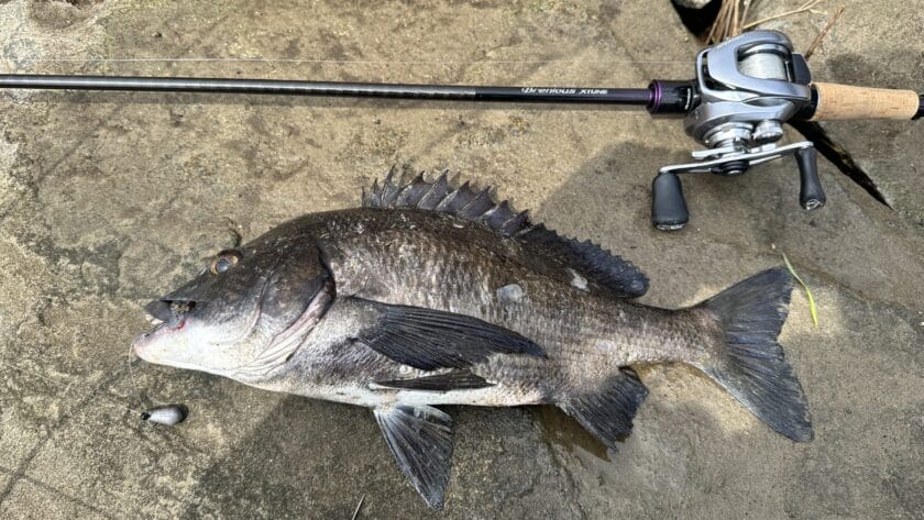 3月12日｜春,チニング,釣果,タックルデータ,ルアー,記録