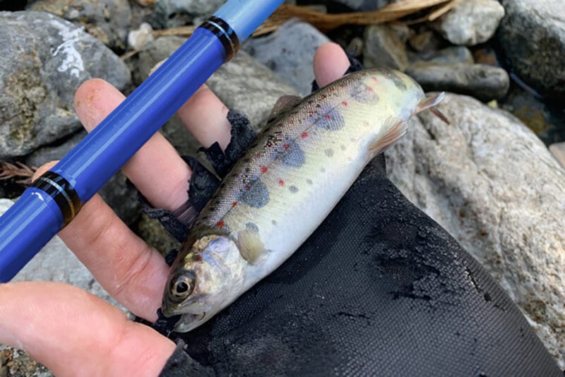 テンカラ｜フライとの違い