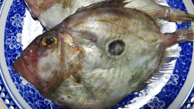 マトウダイ(馬鯛)|2026年,丙午,馬(ウマ)にちなんだ魚,釣り方,食味