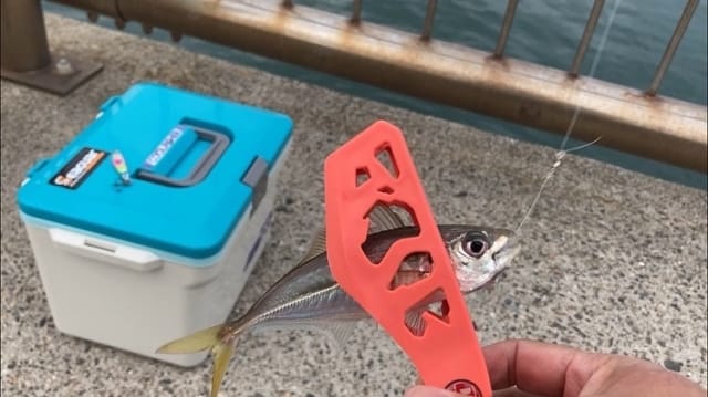 アジングとは｜アジング,基礎,時期,釣って食べる,タックル