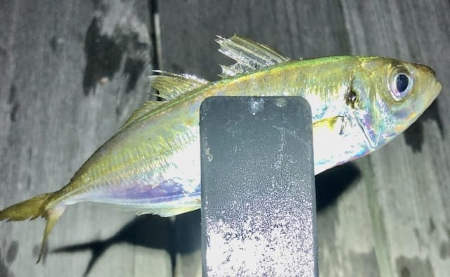 楽しめる時期｜アジング,基礎,時期,釣って食べる,タックル