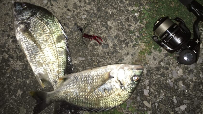 5月13｜春,チニング,釣果,タックルデータ,ルアー,記録