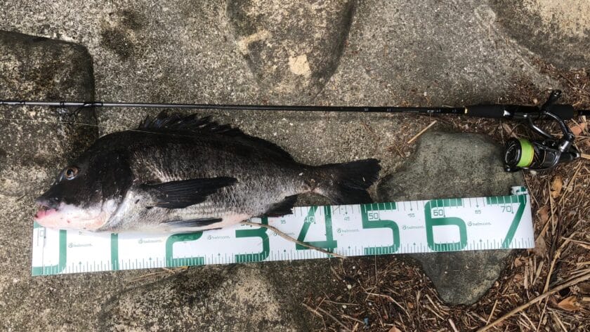 5月31｜春,チニング,釣果,タックルデータ,ルアー,記録