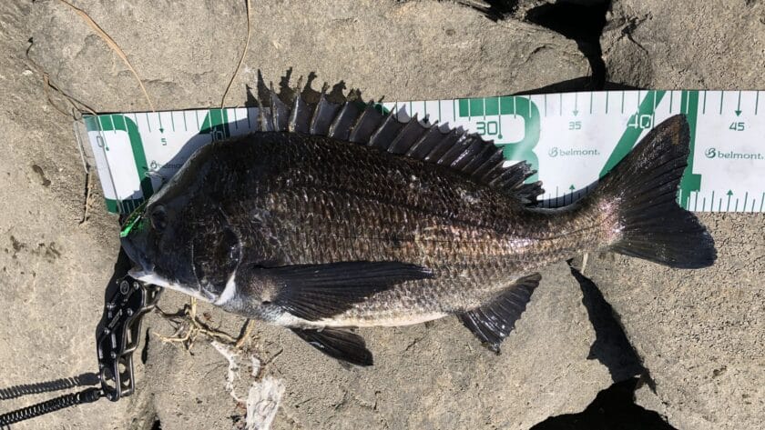 5月7日｜春,チニング,釣果,タックルデータ,ルアー,記録