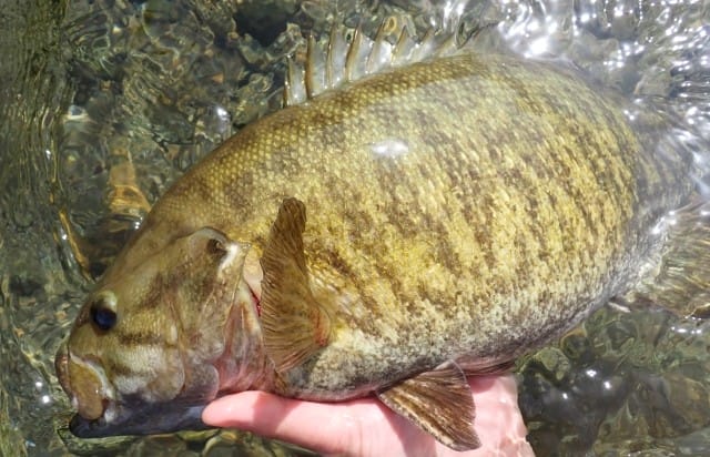 スモールマウス,ラージマウスとの違い|スモールマウスバス,釣れる場所,ポイント,釣り方