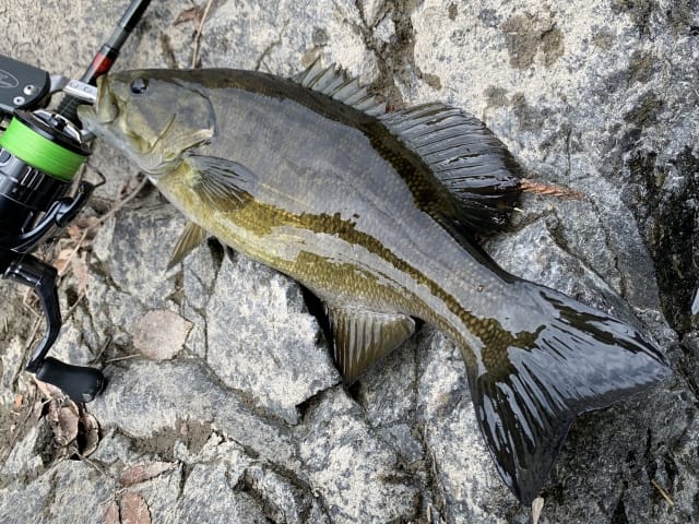 選び方|スモールマウスバス,ルアー,おすすめ,最強