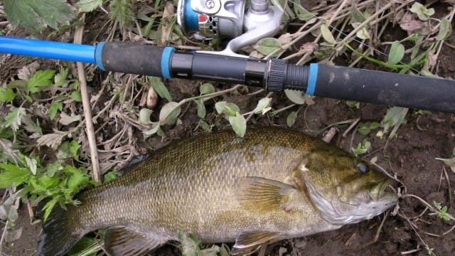 タックル|スモールマウスバス,釣れる場所,ポイント,釣り方