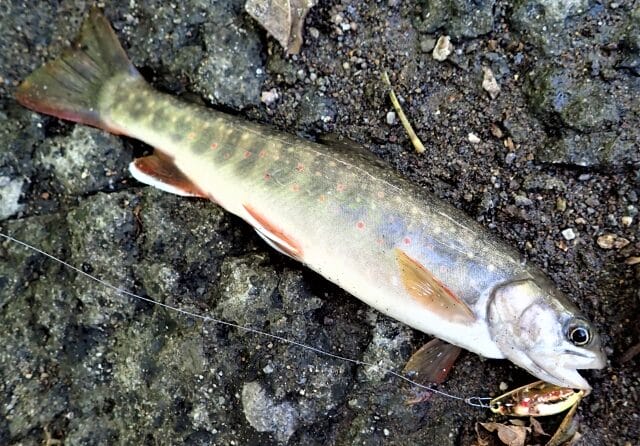 使い方|渓流釣り,ルアー,スプーン,おすすめ