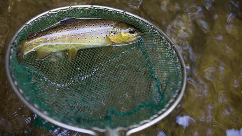 ミャク釣り｜渓流釣り,釣り方,種類,仕掛け