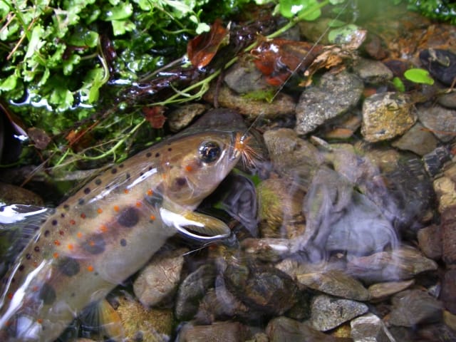 渓流,テンカラ,とは,釣り方