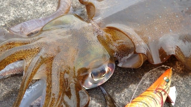 アオリイカが釣れる条件