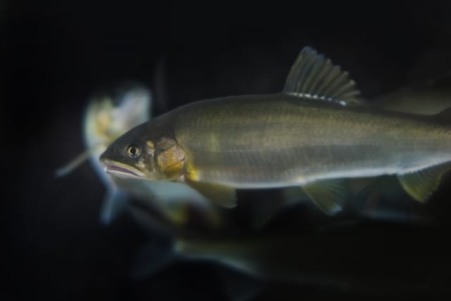 生態｜アユ,生態,習性,釣り方