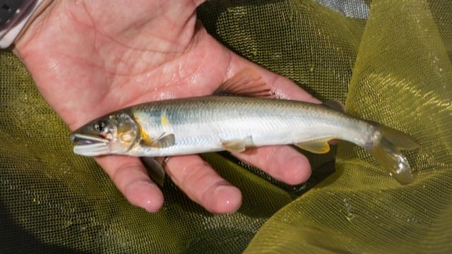 アユイングについて|アユイング,ルアー,おすすめ,鮎ルアー