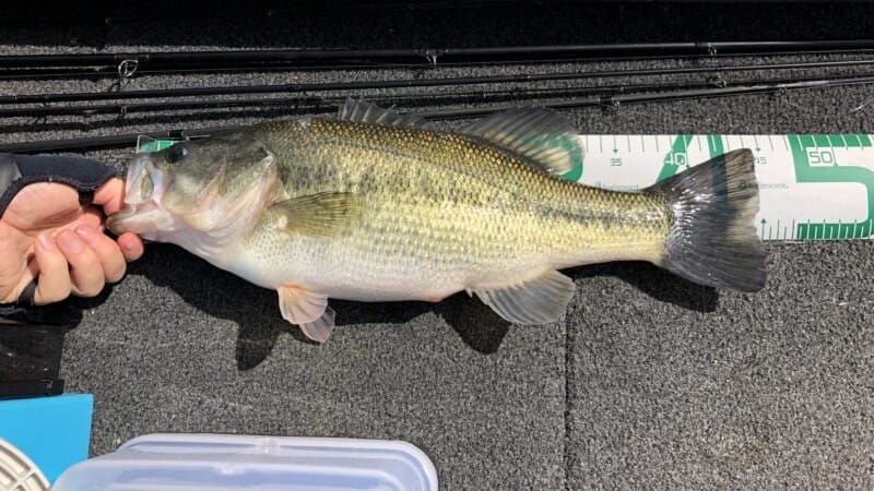 橋脚|減水しきった水量の少ない湖,攻略法