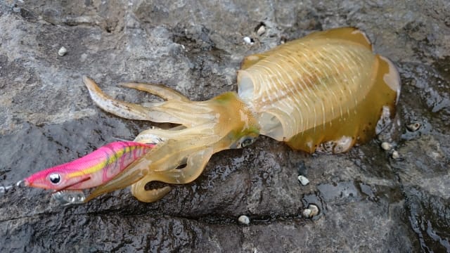 キャストが重要｜エギング,キャスト