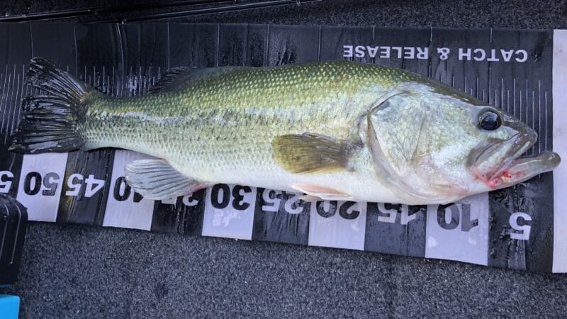 エサ釣り方法｜ブラックバス,エサ釣り