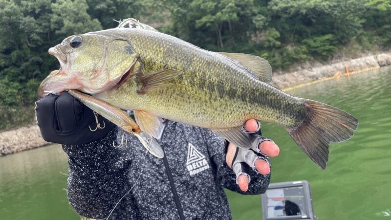 浮きフェンスの際|減水しきった水量の少ない湖,攻略法