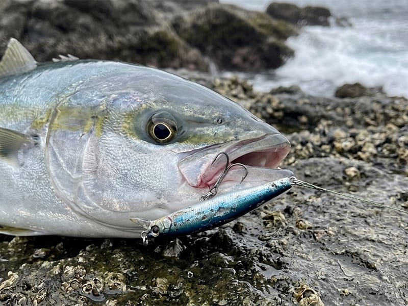 青物,トレブルフック,おすすめ,選び方
