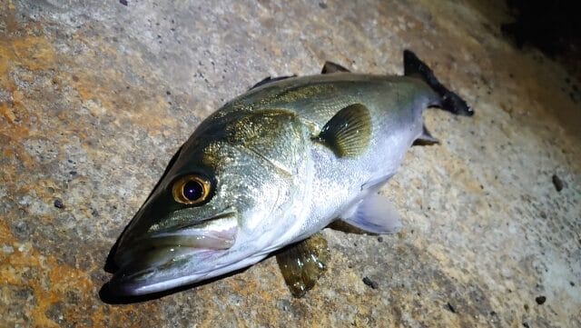 攻略メソッド|イカパターン,釣り方,ルアー,タックル