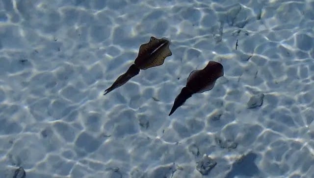 有効な潮と時間帯|イカパターン,攻略,釣り方,ルアー,タックル