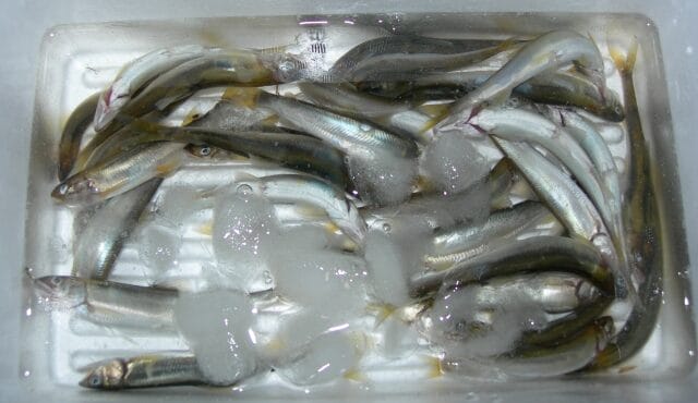 コアユ｜アユ,生態,習性,釣り方