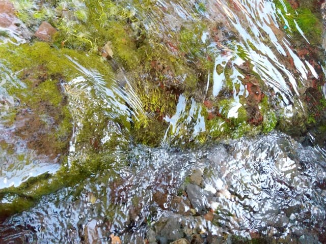 岩の苔,アユの食性,エサ｜アユ,生態,習性,釣り方