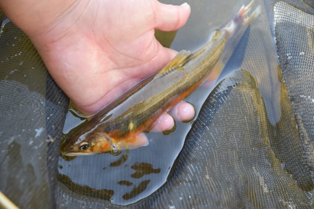 体色が変化する｜アユ,生態,習性,釣り方