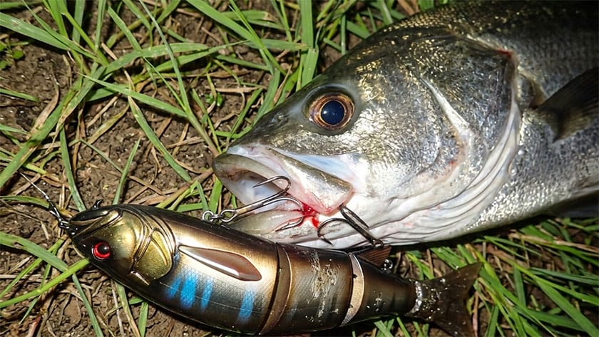 春,コノシロパターン,釣り方,ルアー