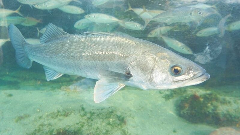 スズキ,シーバス,呼び名