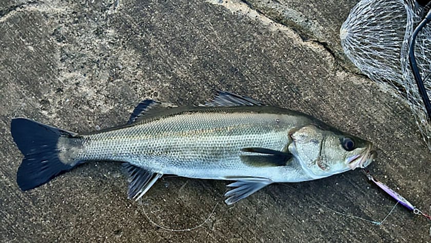 なぜシーバス釣りは人気なの？｜スズキ,シーバス,呼び名